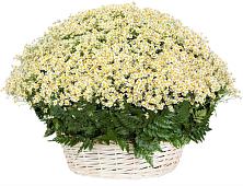 Цветочная композиция из Ромашки в корзине #REPLACE_PRED# Абакане